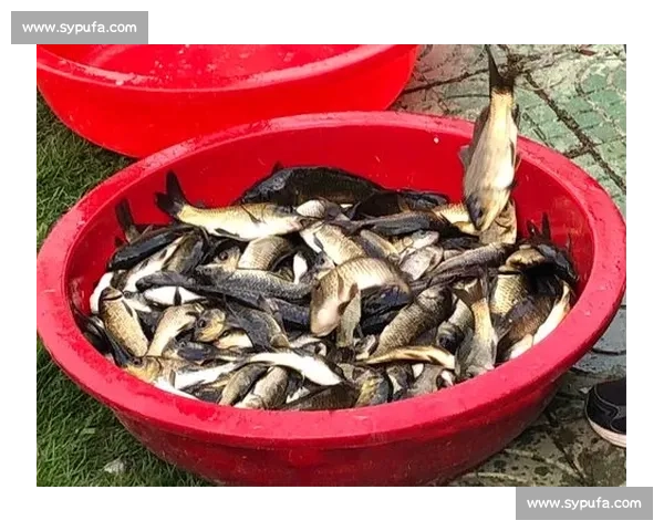 2026年全国钓鱼比赛赛程安排及参赛指南解析